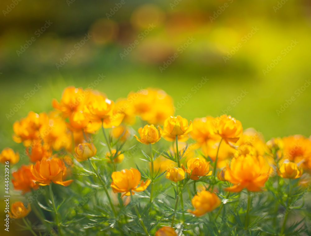orange flowers orange flowers