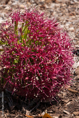 Sydney Australia, head of pink flowers of a boophone disticha or tumbleweed a native of  Africa photo