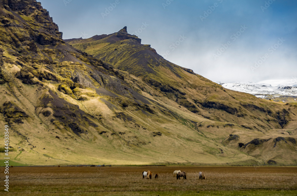Obraz premium Island und seine großartige Landschaft in der Nähe von Seljalandsfoss: Berge, Pferde und Gletscher