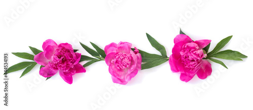 Garland of beautiful pink peonies on white isolated background with postcard for congratulations or invitations. Creative floral wreath.