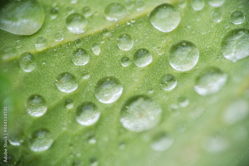Green leaf with water drops, macro, nature background