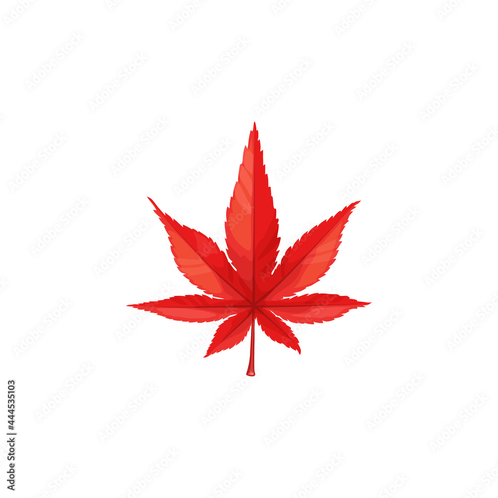 Autumn maple leaf vector icon, cartoon foliage, fallen tree leaf of red color, natural design element isolated botanical object on white background, sign Autumn maple leaf vector icon, cartoon foliage, fallen tree leaf of red color, natural design element isolated botanical object on white background, sign