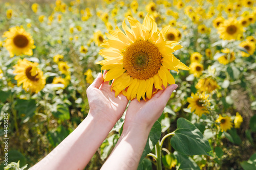 A young woman hand is holding a sunflower against the background of a sunflowers field. Concept of countryside landscape, vacation, holiday, farm and country living, agriculture, rural towns