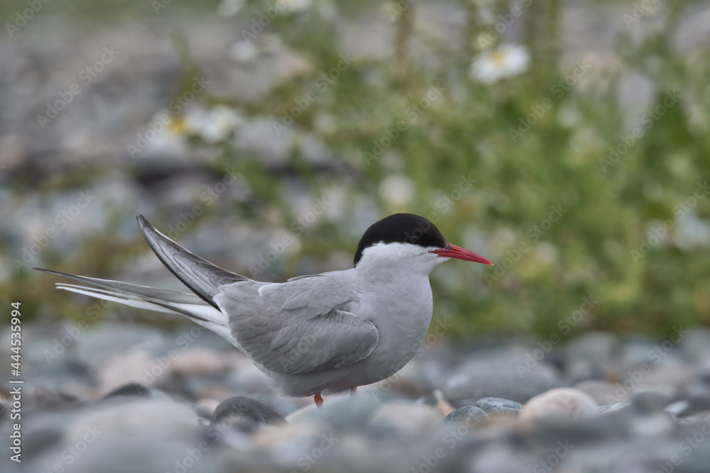 Arctic tern on a pebble beach at Cemlyn bay in Wales Arctic tern on a pebble beach at Cemlyn bay in Wales