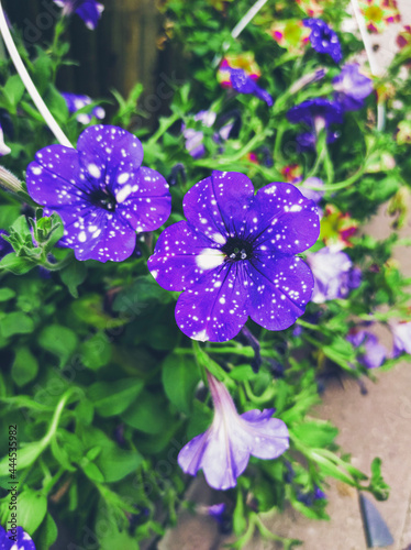 Beautiful purple and white galaxy petunia