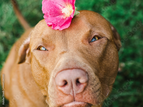 Wallpaper Mural Lovable, pretty puppy of brown color. Close up, outdoors. Day light. Concept of care, education, obedience training and raising pets Torontodigital.ca
