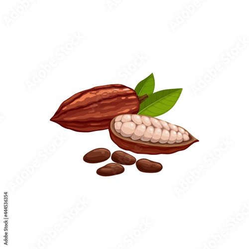 Cocoa bean pod in stage of riping dried and fermented seed of Brazil or Indonesia fruit isolated icon. Vector coffee pods, chocolate cocoa beans superfood, healthy organic food product, green leaves