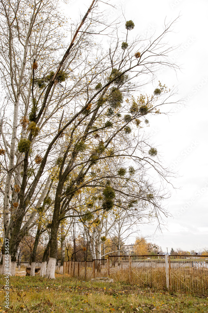 bare branches of poplar affected by mistletoe against a gray sky