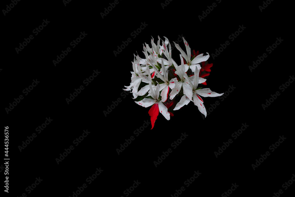 Image of bright geranium flowers. object Image of bright geranium flowers. object