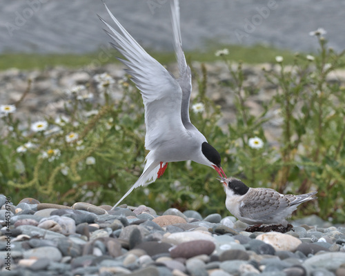 Foto Arctic tern feeding it's fledgling on a pebble beach at Cemlyn bay Wales