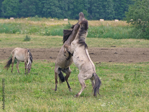 
Fight rearing up  two free-ranging horses breed Konik grazing in the Dunduru meadows, Latvia