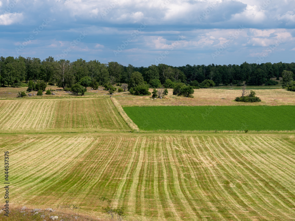 Cultural grass landscape with burial mounds from the viking age. Square symmetric fields. Stones and trees scattered in the scene. Shot in Birka, Sweden, Scandinavia