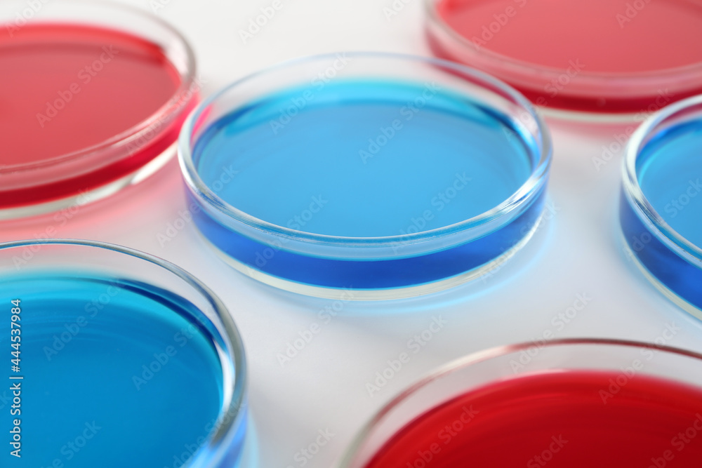 Petri dishes with blue and red liquids on white background, closeup Petri dishes with blue and red liquids on white background, closeup