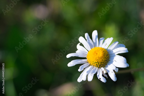 Chamomile flower in the field  closeup 