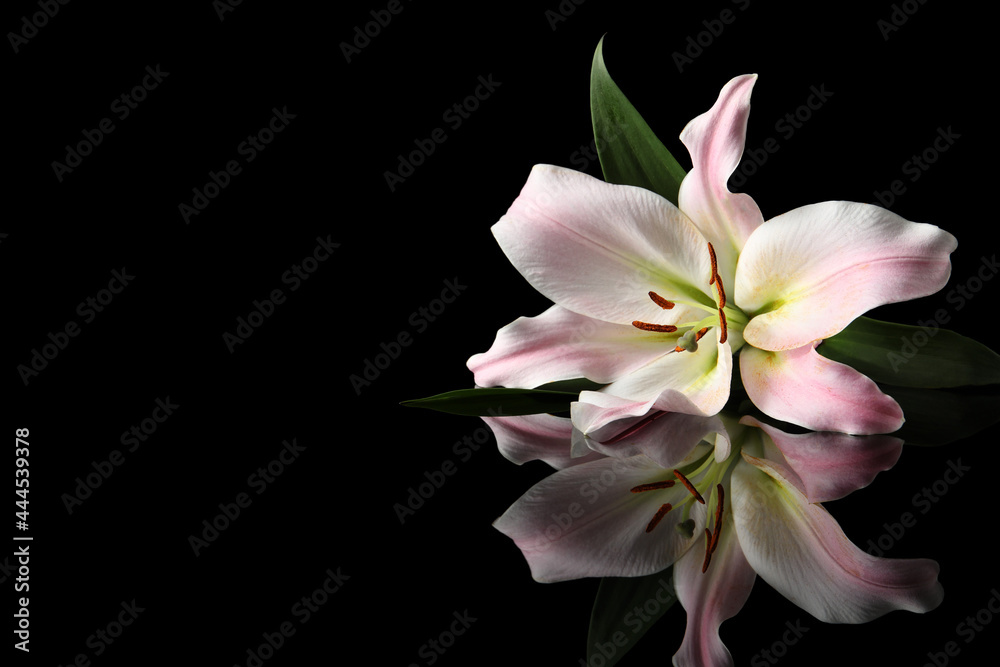 Fototapeta premium Beautiful pink lily flower on black background, space for text