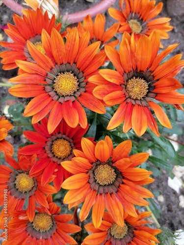 orange chrysanthemum flowers