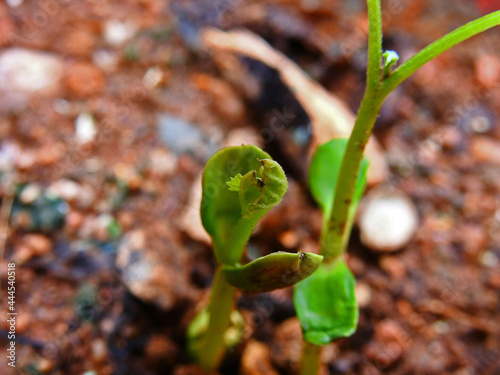 newly grown green leaves of tiny bitter gourd plant