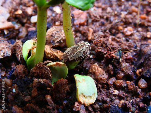 newly grown green leaves of tiny bitter gourd plant