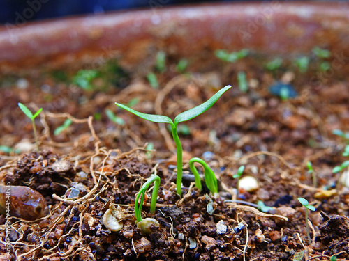 new green leaves of tiny chilli plant