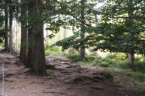 September in the Giant Mountains, hiking through a forest