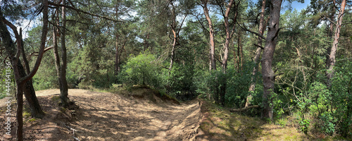 MTB trail through the forest around Diever photo