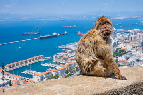 Barbary macaques in Gibraltar