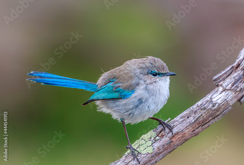 Splendid Blue Fairy Wren on a Branch photo