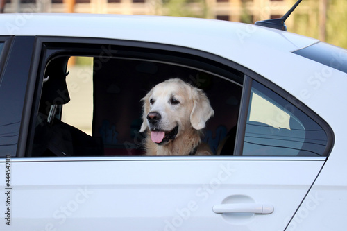 Dog looks out of the car window. Traveling with a pet, hot weather in summer