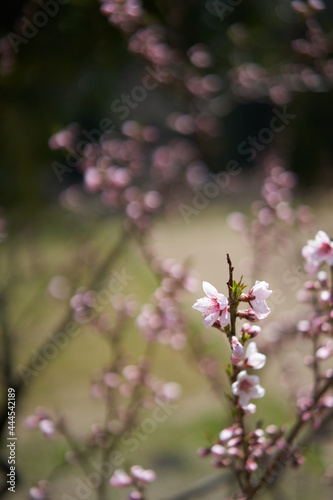 Close-up of beautifully blooming peach blossom       