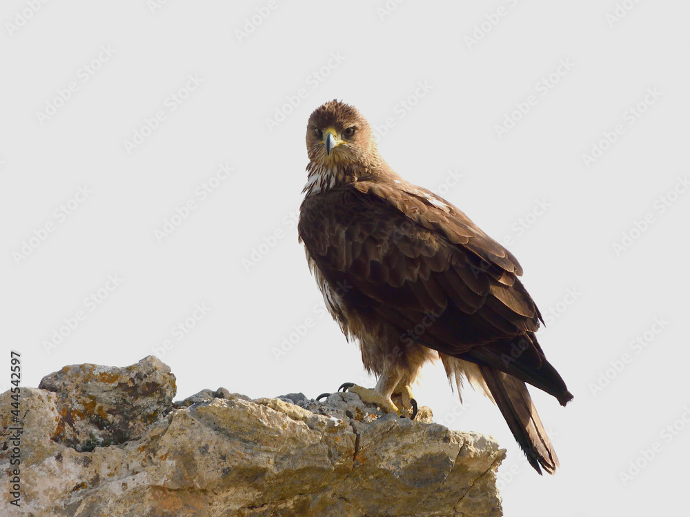 Aguila perdicera. Aquila fasciata. Hembra descansando en su atalaya, con las últimas luces del dia. Aguila perdicera. Aquila fasciata. Hembra descansando en su atalaya, con las últimas luces del dia.