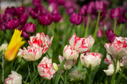 white tulips with pink veins