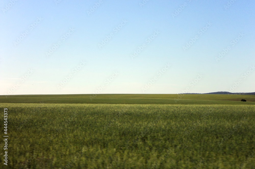 Horizon of green grass from a car in movement during a summer sunny day.