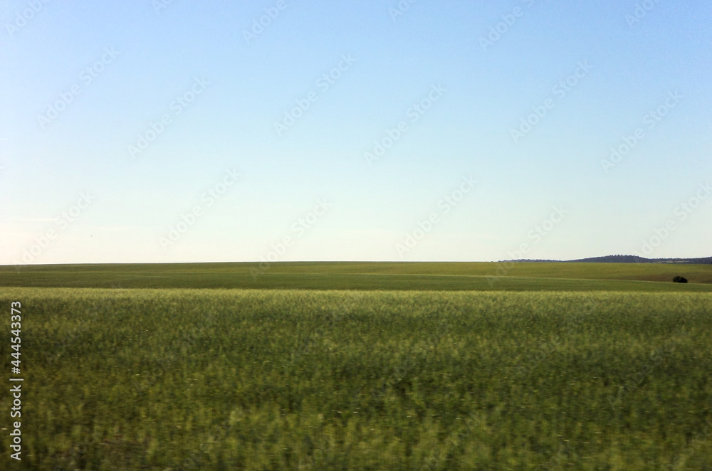 Horizon of green grass from a car in movement during a summer sunny day. Horizon of green grass from a car in movement during a summer sunny day.