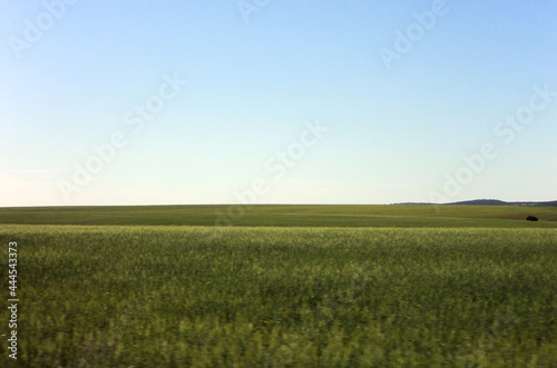 Horizon of green grass from a car in movement during a summer sunny day.