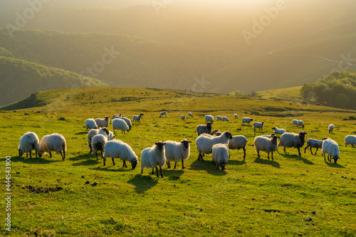 Valokuva Ovejas pastando en las praderas del País Vasco (Navarra, España).