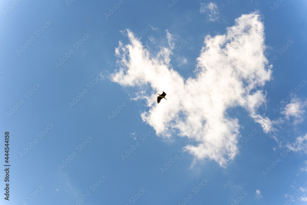High in the blue sky against the background of white clouds, a heron flies with a branch in its beak High in the blue sky against the background of white clouds, a heron flies with a branch in its beak