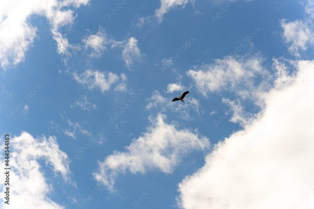 High in the blue sky against the background of white clouds, a heron flies with a branch in its beak