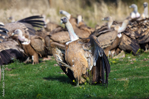 The white-backed vulture  Gyps africanus  fighting for the carcasses.Typical behavior of bird scavengers around carcass. A large European vulture with outstretched wings.