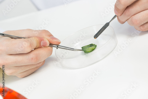 Researching food sample with tweezers