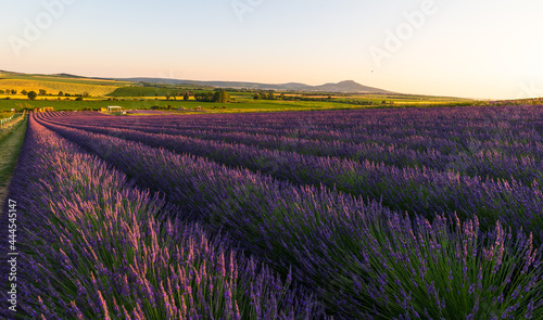 Levandule  lavender  lavender farm