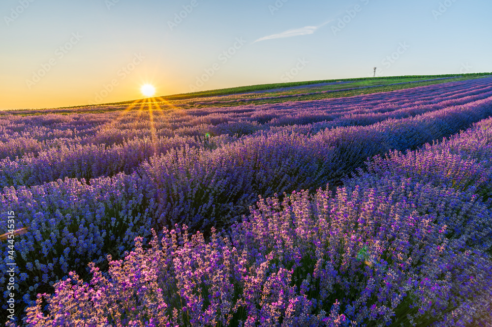 Fototapeta premium Levandule, lavender, lavender farm