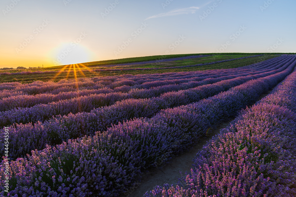 Levandule, lavender, lavender farm