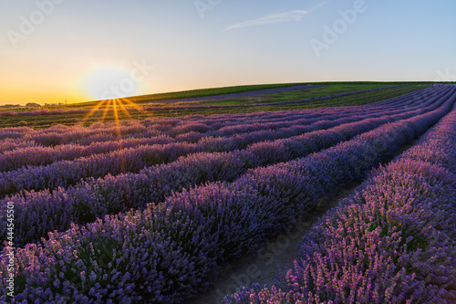 Fototapeta Naklejka Na Ścianę i Meble -  Levandule, lavender, lavender farm