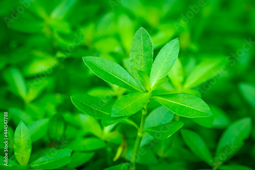 Closeup nature view of green leaf on blurred greenery background in garden at morning sunlight with copy space using as background natural green plants landscape, ecology, fresh wallpaper concept.