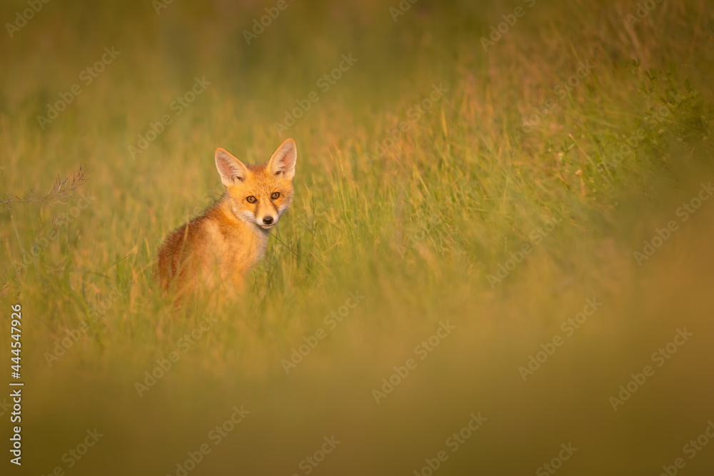 Fototapeta premium Cute Fox. Green nature background. Red Fox. Vulpes vulpes.