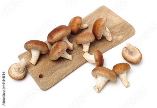 Shiitake mushroom on the White background 