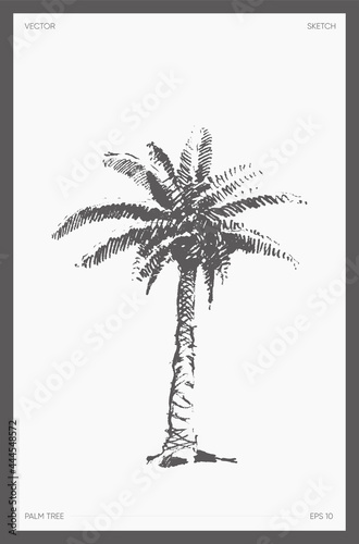 High detail vector palm tree realistic sketch