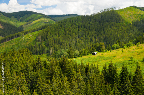 Panoramic view of green mountain hills in the summer. Green valley with high trees 