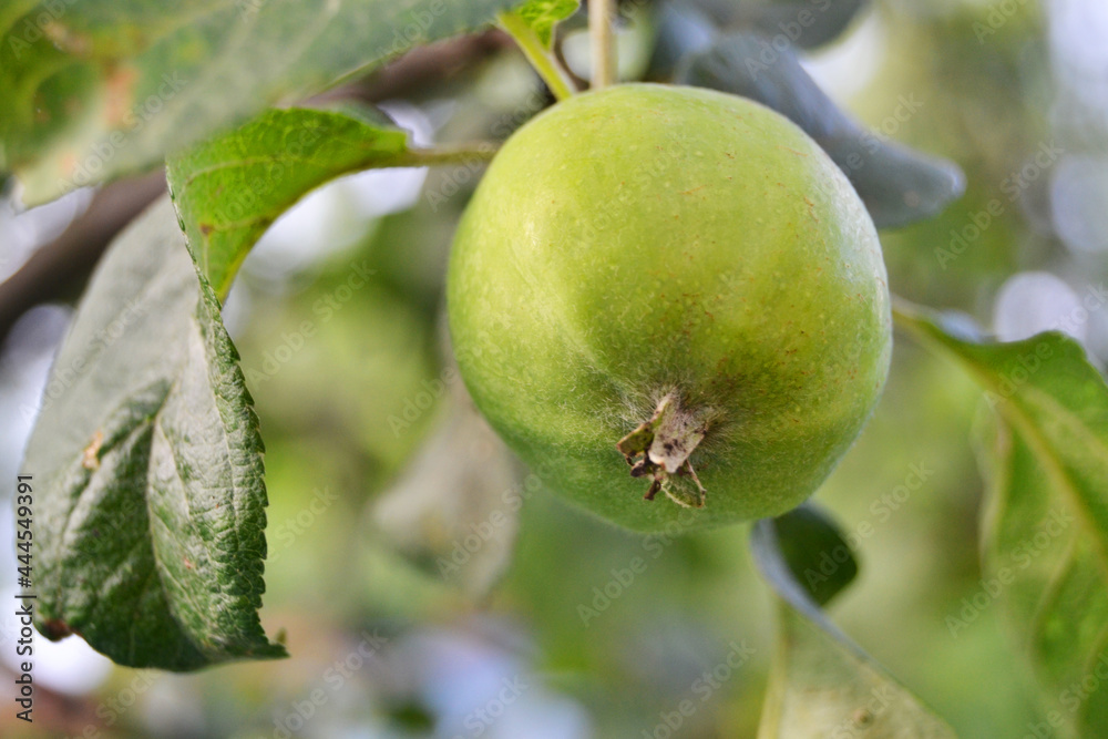 Green Apple of the Antonovka variety on a tree Green Apple of the Antonovka variety on a tree