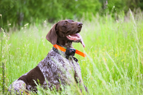 A beautiful Drathaar dog with tongue out on a green meadow at summer day. Concentrated anxious gun dog face. A German hound. A large breed of hunting dog with a collar around neck. Devoted friend photo
